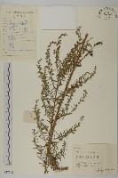 小艾藏品圖，第1張