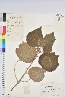 登錄號:S057592藏品圖，第1張