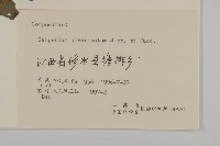 煙管草藏品圖，第3張