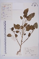 甕菜、空心菜藏品圖，第1張