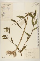 林氏澤蘭藏品圖，第1張