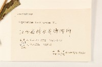 林氏澤蘭藏品圖，第3張