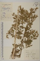 魁蒿藏品圖，第1張