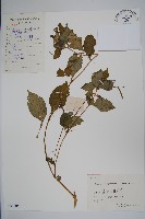 睫毛萼鳳仙花藏品圖，第1張