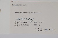 長柱小蘗藏品圖，第2張