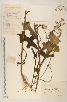 鵝仔草藏品圖，第1張