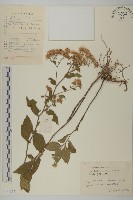 毛枝紫菀藏品圖，第1張