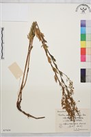 短梗箭頭唐松草藏品圖，第1張