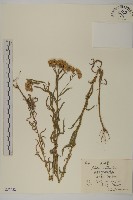 亞洲蓍藏品圖，第1張