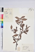 短尾越橘藏品圖，第1張