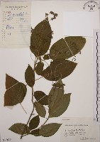 大青藏品圖，第1張