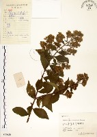 九芎藏品圖，第1張