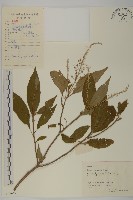 華中山柳藏品圖，第1張