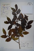 冬青藏品圖，第1張