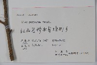 冬青藏品圖，第2張