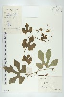 括樓藏品圖，第1張