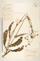 苦滇菜、苦菜藏品圖，第1張