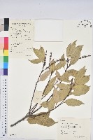 淋漓柯藏品圖，第1張