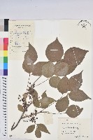 重陽木藏品圖，第1張