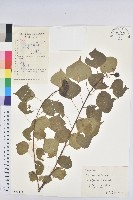 烏臼藏品圖，第1張