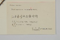 永瓣藤藏品圖，第3張