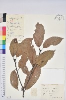 青剛櫟、鐵椆藏品圖，第1張