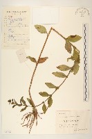 甜葉菊藏品圖，第1張