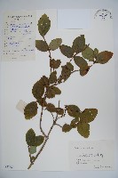 下江忍冬藏品圖，第1張