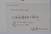 下江忍冬藏品圖，第2張