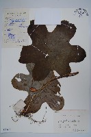 八角蓮藏品圖，第1張