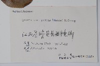 八角蓮藏品圖，第2張