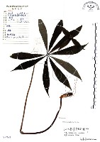 七葉一枝花藏品圖，第1張