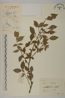 衛矛藏品圖，第1張