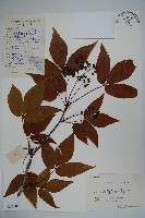 吳茱萸五加藏品圖，第1張