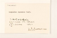 女貞藏品圖，第3張