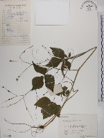 鴨兒芹藏品圖，第1張