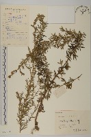 小艾藏品圖，第1張