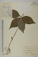 寬葉金粟蘭藏品圖，第1張