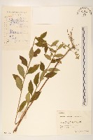 島田氏雞兒腸藏品圖，第1張