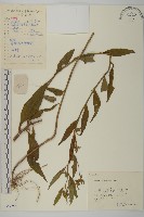 山白蘭藏品圖，第1張