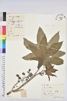 蓖麻藏品圖，第1張