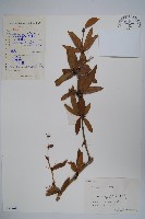 安徽小蘗藏品圖，第1張