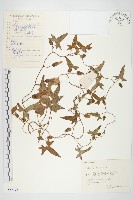 打碗花藏品圖，第1張