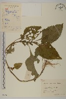 下田菊藏品圖，第1張