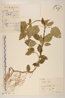 小米菊藏品圖，第1張