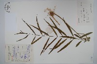 柳葉白前藏品圖，第1張