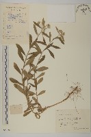 香青藏品圖，第1張