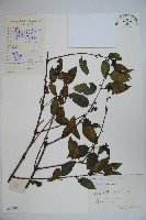 裡白忍冬、紅腺忍冬藏品圖，第1張