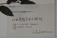 裡白忍冬、紅腺忍冬藏品圖，第2張