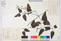 圓錐鐵線蓮藏品圖，第1張